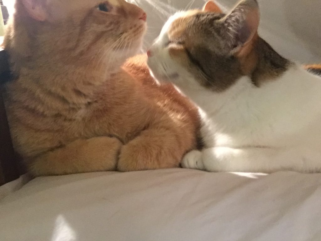 sun cats