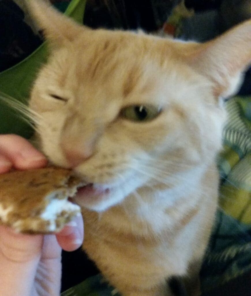 cookie cat