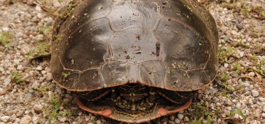 This is a picture of a turtle in its shell.