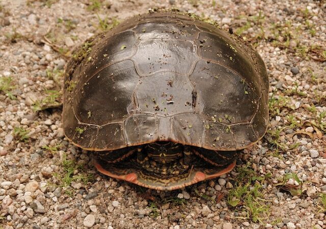This is a picture of a turtle in its shell.