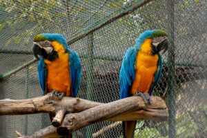 This is a picture of two macaws facing the opposite directions