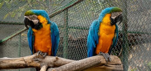 This is a picture of two macaws facing the opposite directions