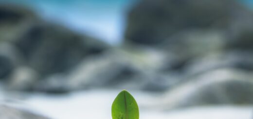 This is a blurred-out picture of a beach with a small green plant in focus and the plant is in focus