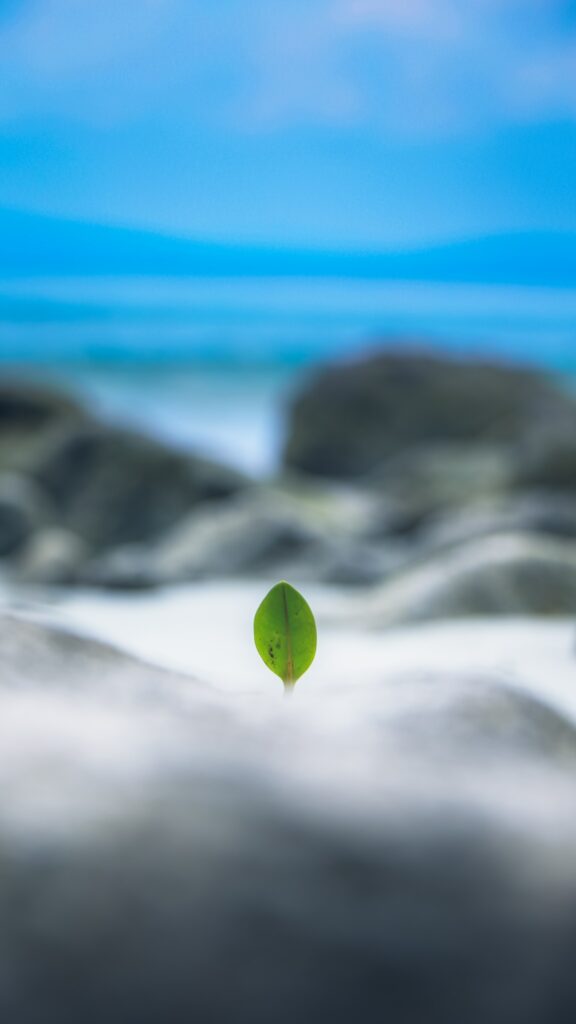 This is a blurred-out picture of a beach with a small green plant in focus and the plant is in focus